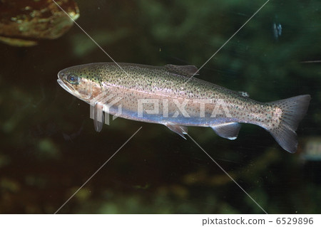 Rainbow trout 6529896