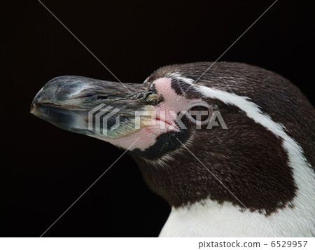 可愛的洪堡企鵝形象(放大) 可愛的洪堡企鵝形象(放大) 6529957