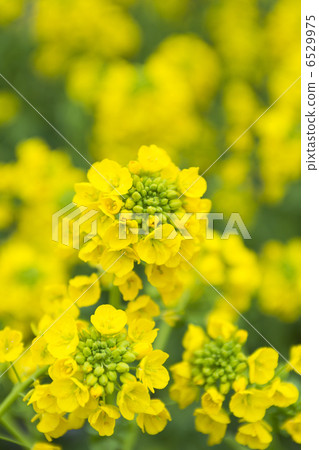 強姦開花 6529975