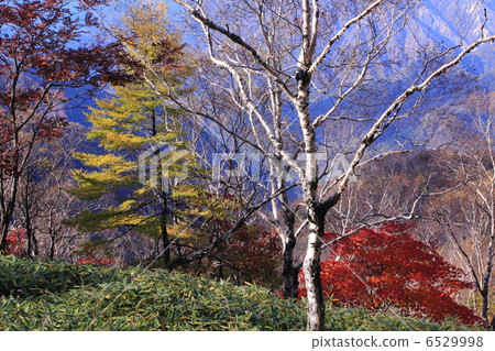 白樺和秋葉 6529998