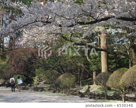 SakuraFubuki  6530148