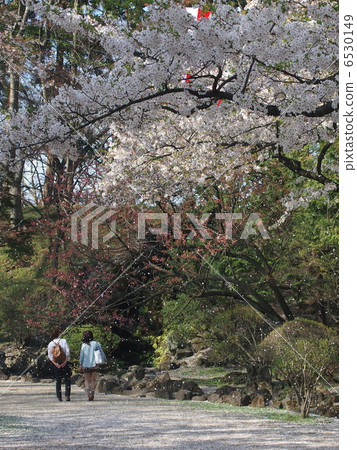 SakuraFubuki  6530149