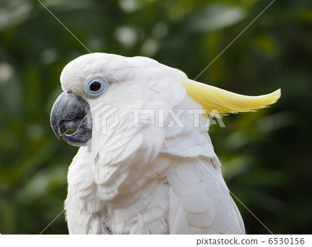 The profile of Aomokatan The profile of Aomokatan 6530156