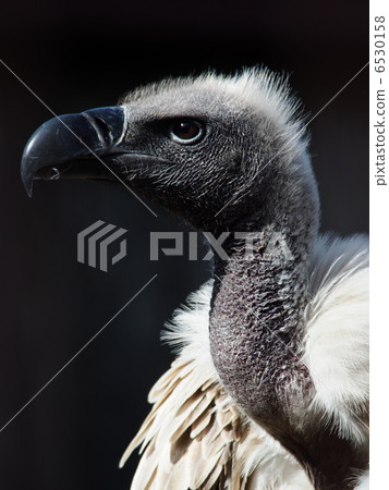 The profile of Koshiro vulture 6530158