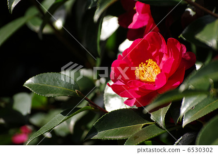 Sasanqua Sasanqua 6530302