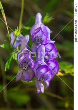 附子 附子 6530476