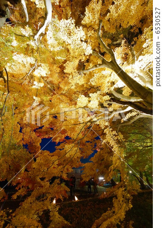 Momiji Corridor Light Up 6530527