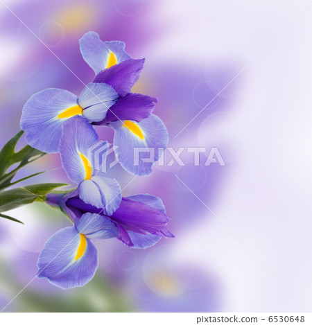 irises flowers 6530648