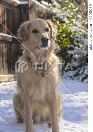 Golden Retriever Snowy Day 6530689