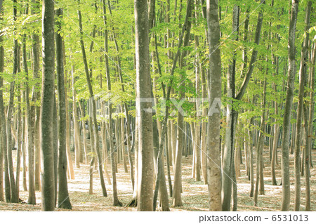 Fresh green of beech forest Fresh green of beech forest 6531013