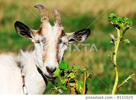 Goat Goat 6531029
