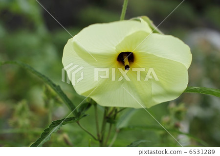 秋葵的花 6531289