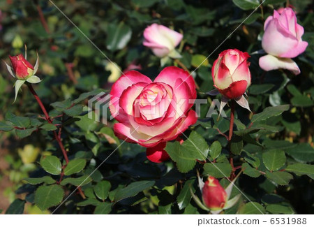 A red rose 6531988