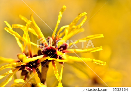 Witch hazel flower 6532164