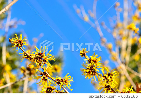 金縷梅花 6532166