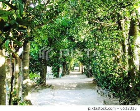 備瀨的福木樹 6532333