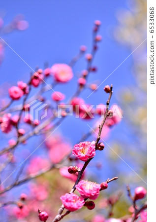 Cold red plum 6533068