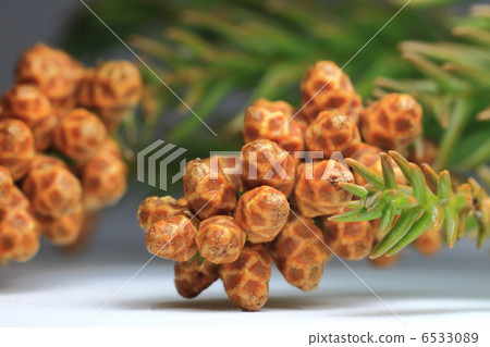 Cedar male 6533089