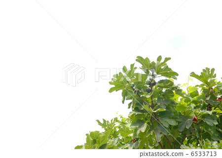 fig branches isolated fig branches isolated 6533713
