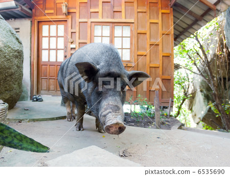 Curious vietnamese pig Curious vietnamese pig 6535690
