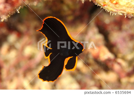紅醋栗yg 紅醋栗yg 6535694