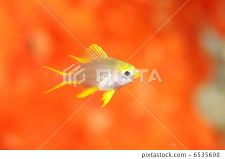 Yamaboki麻雀Y g 6535698