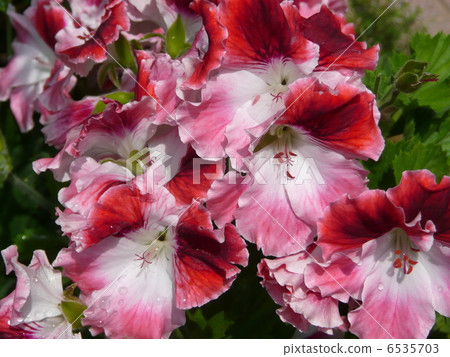 Pelargonium Pelargonium 6535703