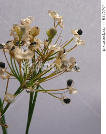 Nila seeds Nila seeds 6535704