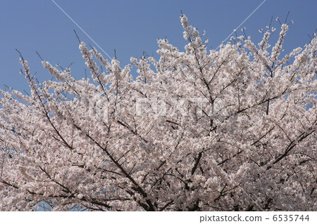 [Yoshino Somei in full bloom in the blue sky] 6535744