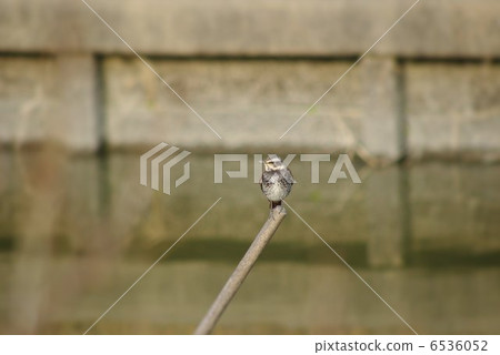 Ogawa's stick Thrush on a pile Ogawa's stick Thrush on a pile 6536052