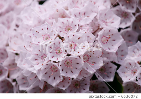 It is also called Calmier alias American Kisakusa. 6536072