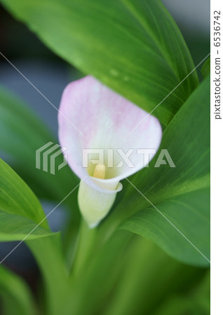 It is about the taro color that came from across the seaweed. It is about the taro color that came from across the seaweed. 6536742