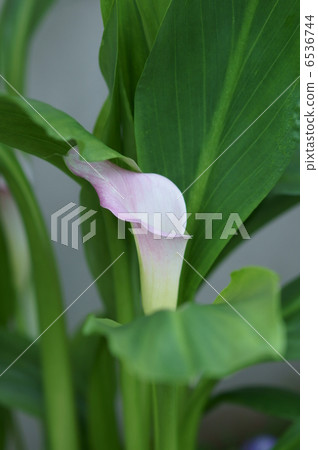 It is about the taro color that came from across the seaweed. It is about the taro color that came from across the seaweed. 6536744