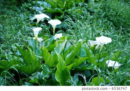 It is about the taro color that came from across the seaweed. 6536747