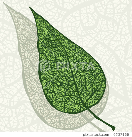 vector vintage green leaf with its shaddow falls vector vintage green leaf with its shaddow falls 6537166
