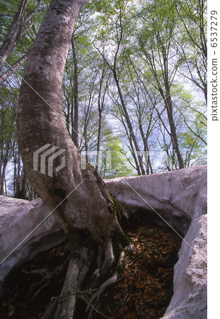 挖掘月山的山毛櫸根 6537279