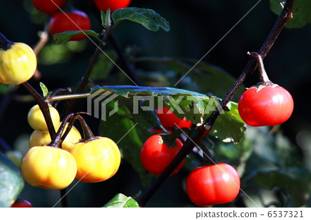 Decorated eggplant 6537321