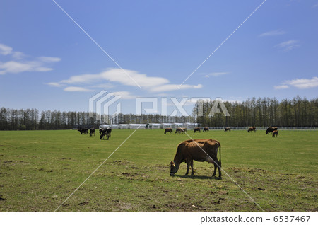 Ranch spring 6537467