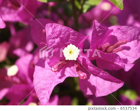 Bougainvillea pink 6537534