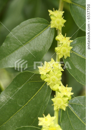 Jujube flowers 6537708