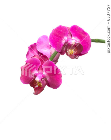 purple orchid on a white background 6537757