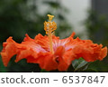 Hibiscus Like a dish 1 6537847