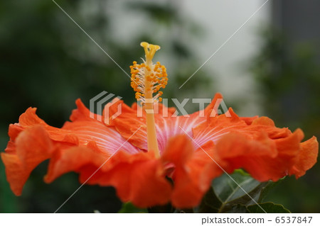 Hibiscus Like a dish 1 Hibiscus Like a dish 1 6537847