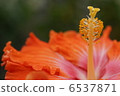 Hibiscus Like a dish 1 6537871