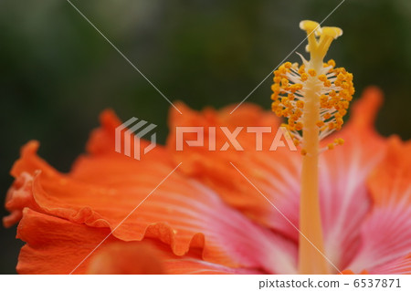 Hibiscus Like a dish 1 Hibiscus Like a dish 1 6537871