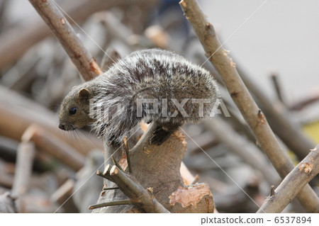 Squirre Squirre 6537894