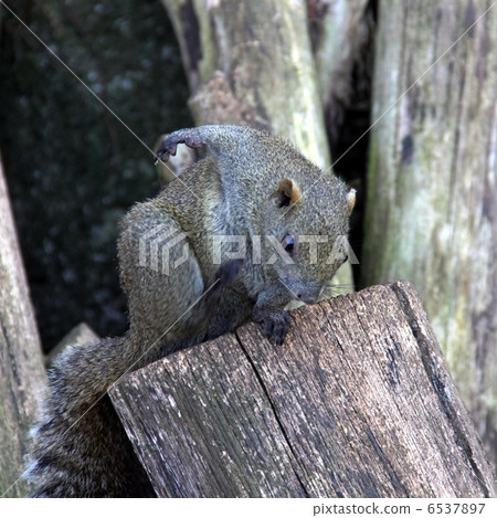 Squirre Squirre 6537897