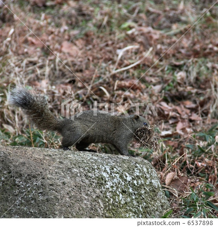Squirre Squirre 6537898
