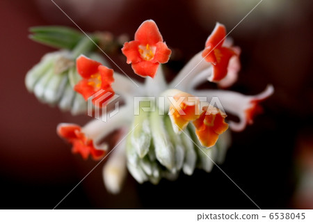 Mitumata花 Mitumata花 6538045