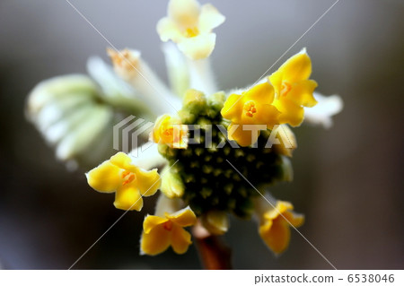 Mitumata flowers Mitumata flowers 6538046